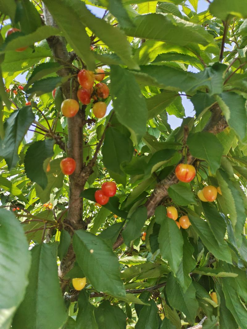 红灯黄蜜樱桃布鲁克斯上市