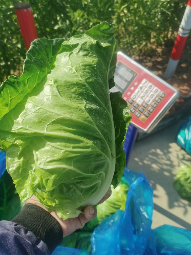 精品牛心菜货量充足品相优良，颗形漂亮大小均匀欢迎各位老板