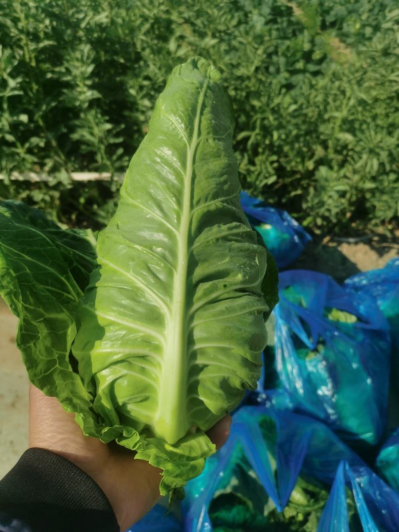 精品牛心菜货量充足品相优良，颗形漂亮大小均匀欢迎各位老板