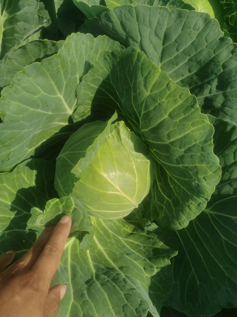 南通本地露天，露大棚精品甘蓝，，大量上市中可以整车发货，