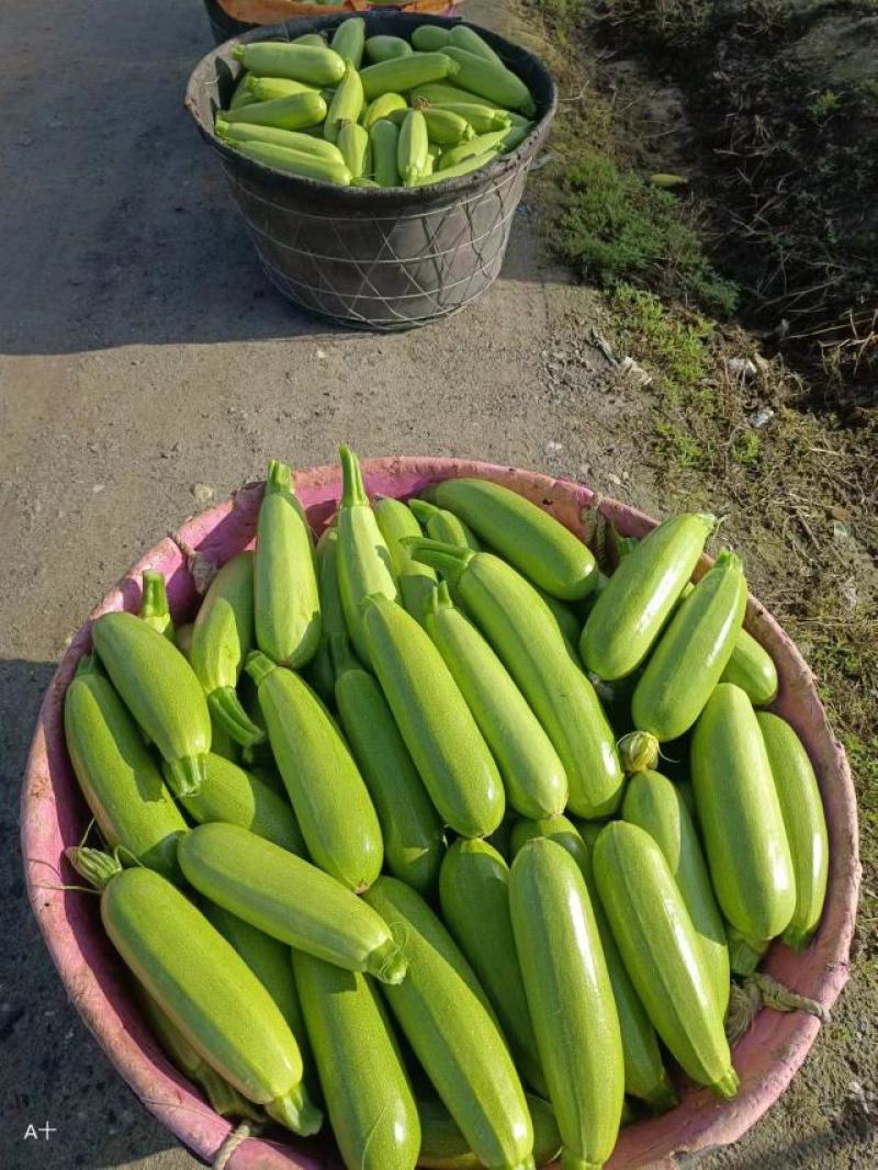 南通本地西葫芦