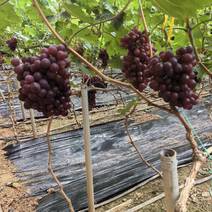 本地葡萄大量上市，各种品种，主要是口感好。