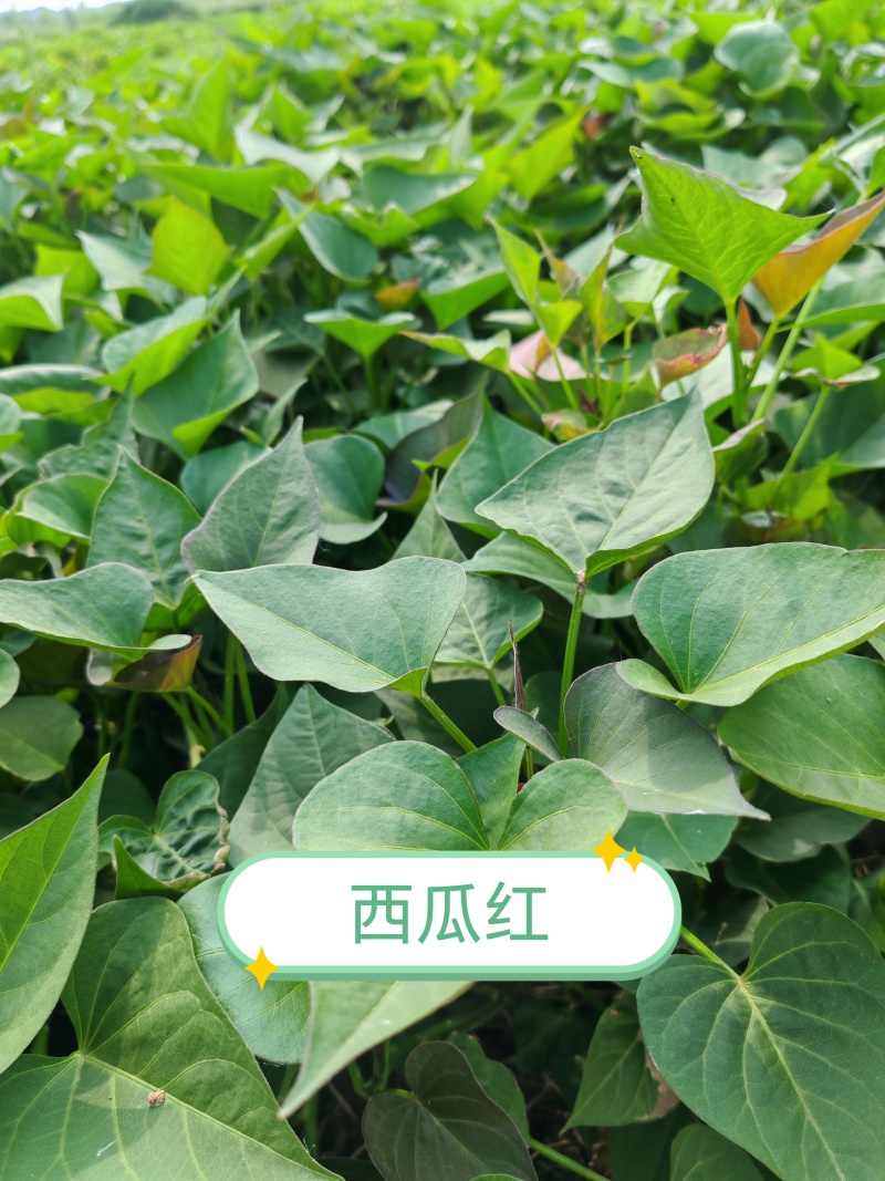 西瓜红薯苗货源充足成活率高河南基地直发欢迎咨询采购