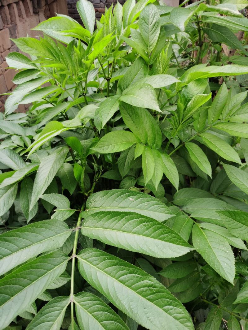 中药接骨草，鲜货干货皆可，量不大，可快递。