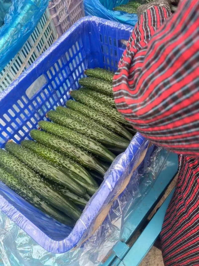 [河南精品黄瓜]产地直发，保证质量，脆甜可口，欢迎采购