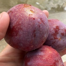钱排三华李李子