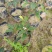 【苗圃直供】日香桂30-50高四季桂现货现发量大价优