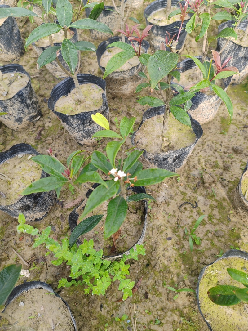 【苗圃直供】日香桂30-50高四季桂现货现发量大价优
