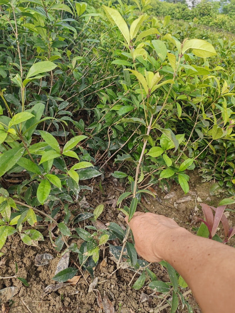 【苗圃直供】日香桂30-50高四季桂现货现发量大价优
