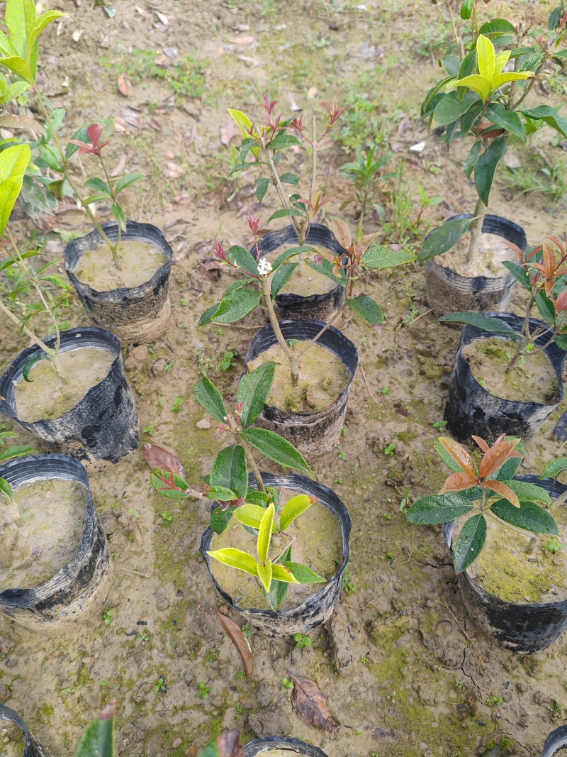 【苗圃直供】日香桂30-50高四季桂现货现发量大价优