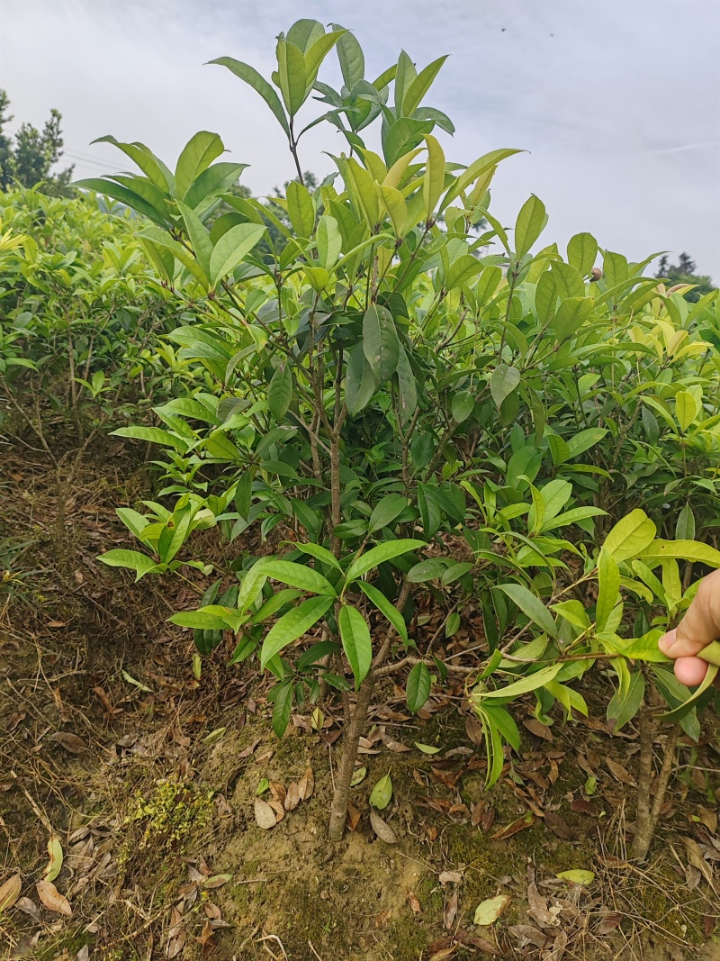 【苗圃直供】日香桂30-50高四季桂现货现发量大价优