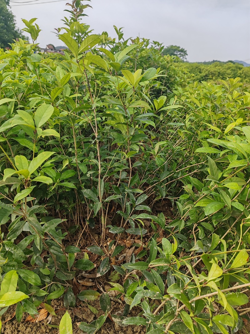 【苗圃直供】日香桂30-50高四季桂现货现发量大价优