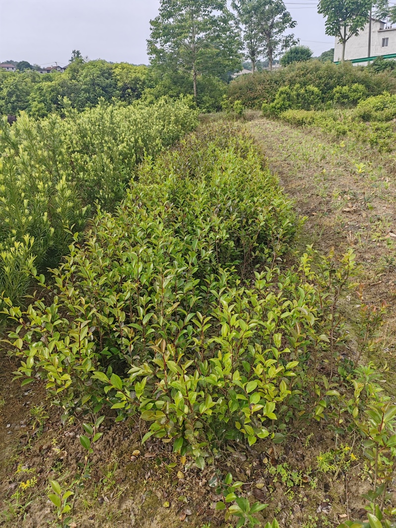 【苗圃直供】日香桂30-50高四季桂现货现发量大价优
