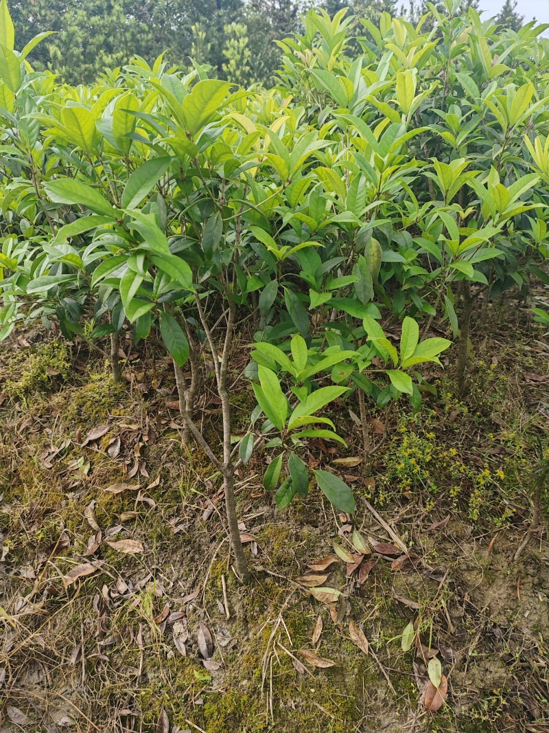【苗圃直供】日香桂30-50高四季桂现货现发量大价优