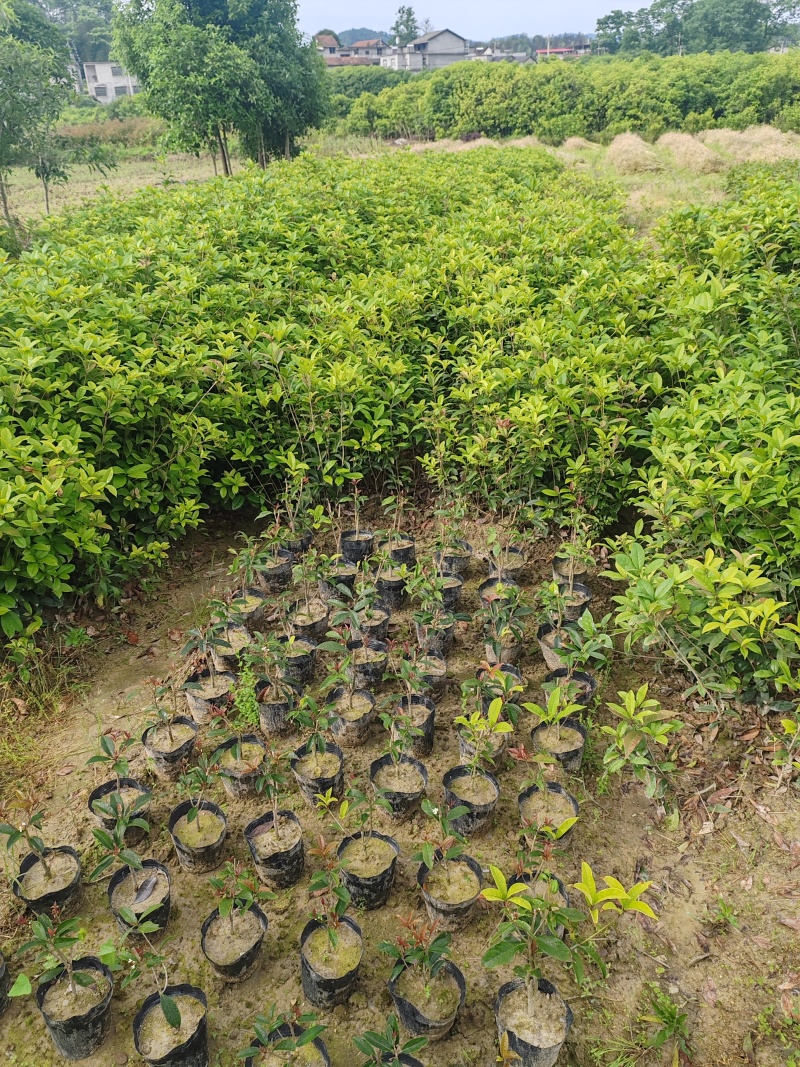 【苗圃直供】日香桂30-50高四季桂现货现发量大价优
