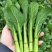 湖北精品甜菜心大量上市品质保证量大从优一手货源