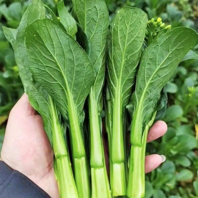 湖北精品甜菜心大量上市品质保证量大从优一手货源
