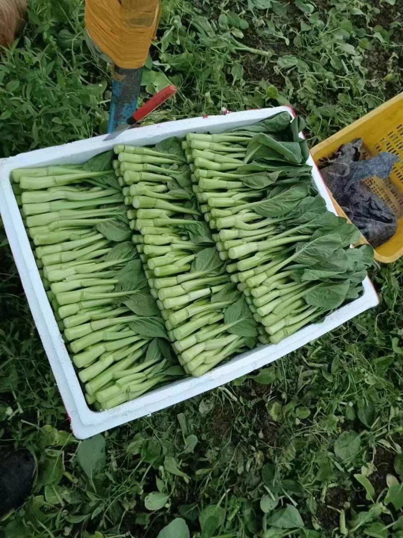 湖北精品甜菜心大量上市品质保证量大从优一手货源