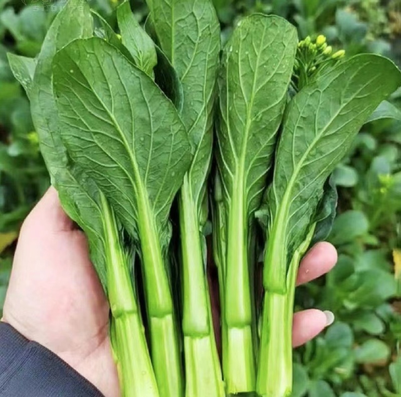 湖北精品甜菜心大量上市品质保证量大从优一手货源