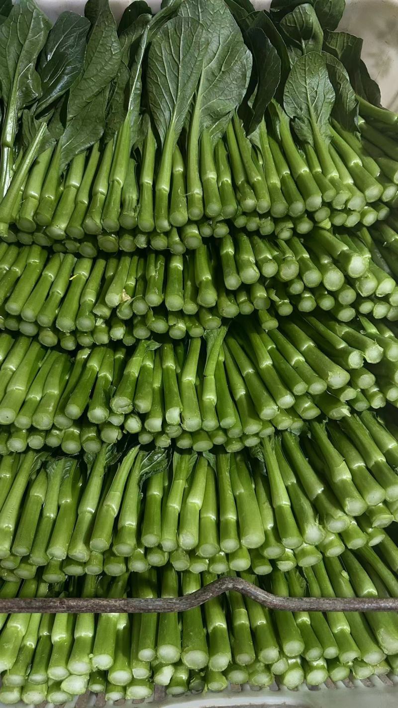 湖北精品甜菜心大量上市品质保证量大从优一手货源