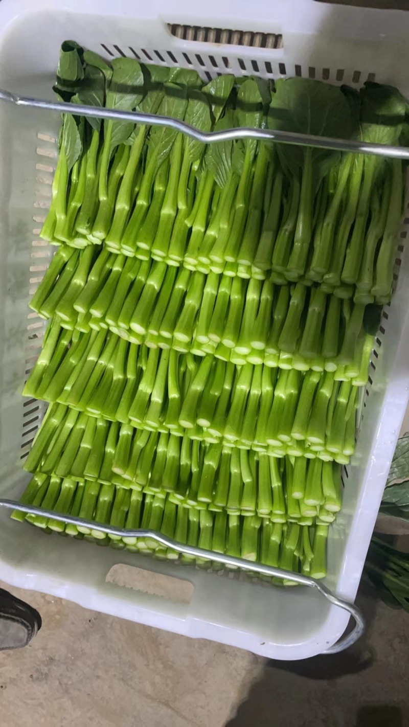 湖北精品甜菜心大量上市品质保证量大从优一手货源