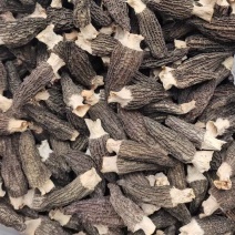 羊肚菌海拔1400米王屋山高山种植