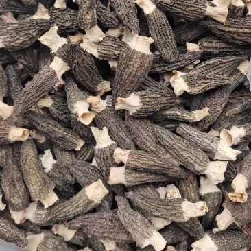 羊肚菌海拔1400米王屋山高山种植