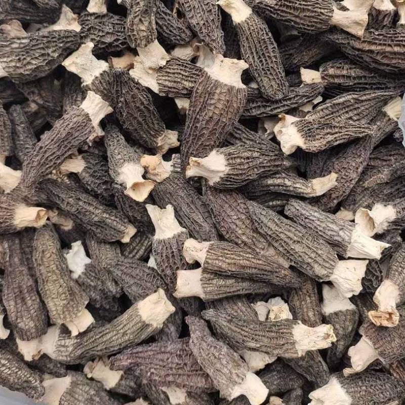 羊肚菌海拔1400米王屋山高山种植