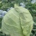甘兰圆包菜产地一手货源,价格实惠,货源充足,量大从优