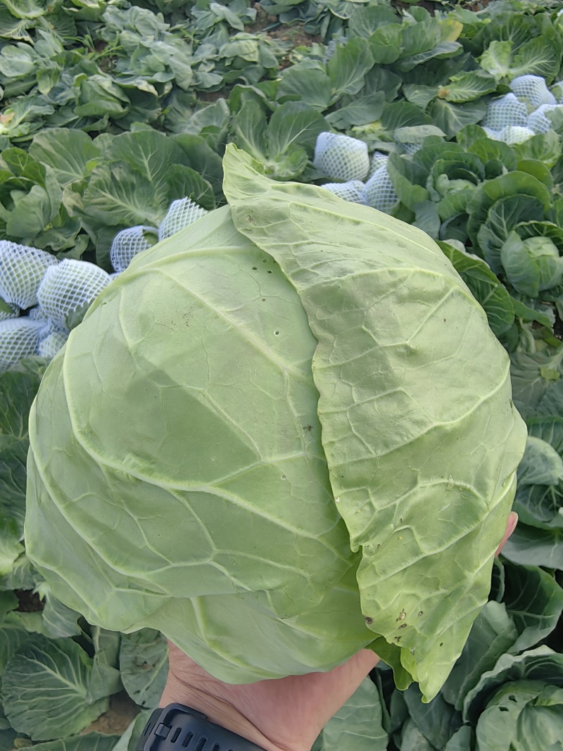 甘兰圆包菜产地一手货源，价格实惠，货源充足，量大从优