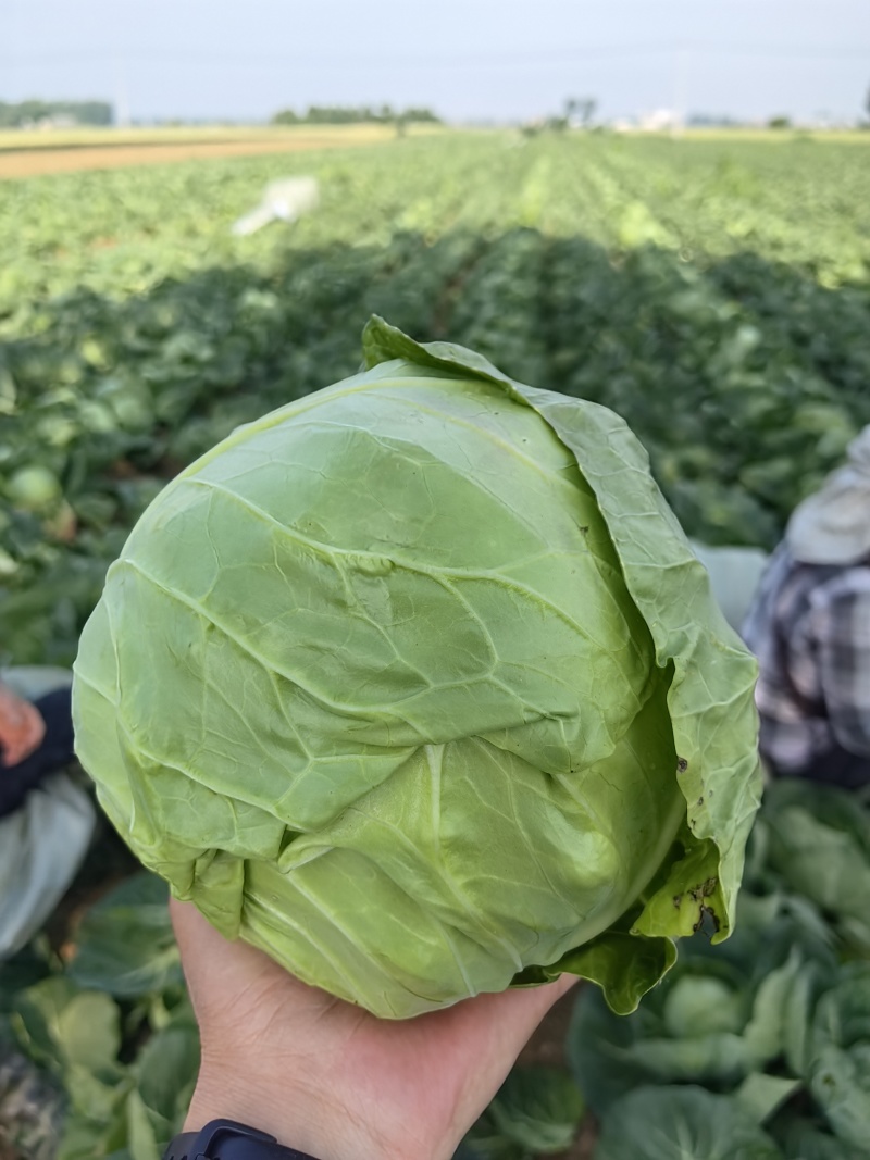 甘兰圆包菜产地一手货源，价格实惠，货源充足，量大从优