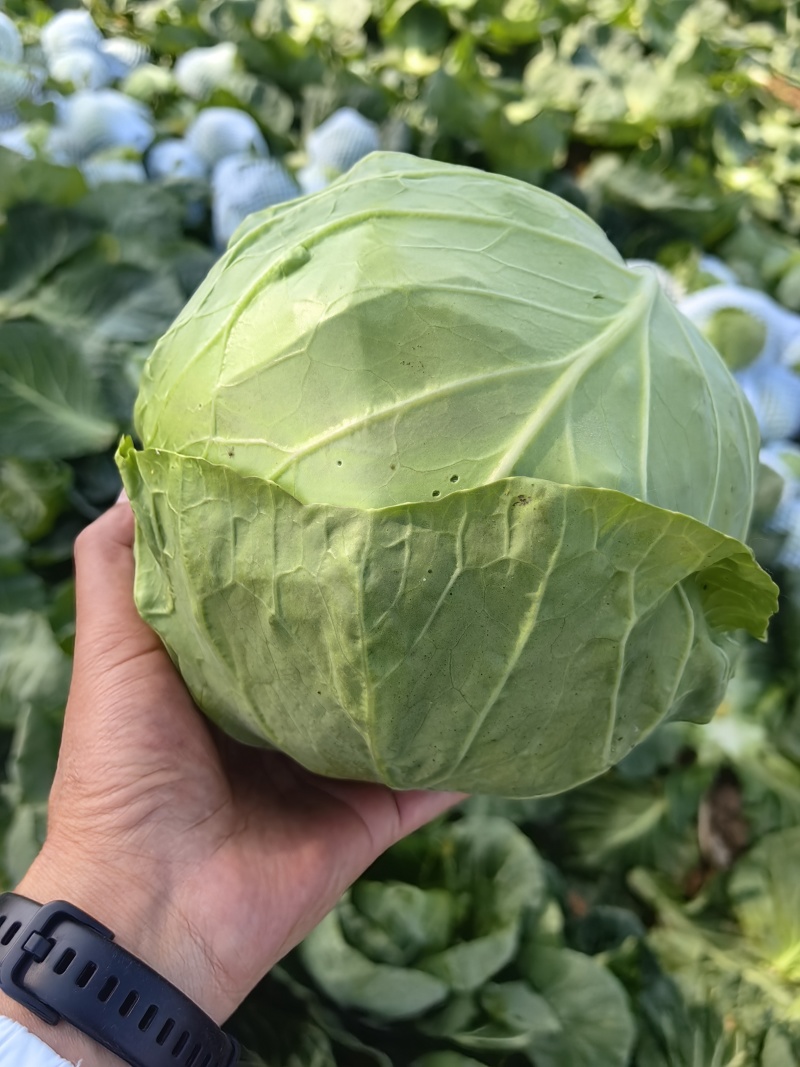 甘兰圆包菜产地一手货源，价格实惠，货源充足，量大从优