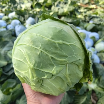 甘兰圆包菜产地一手货源,价格实惠,货源充足,量大从优