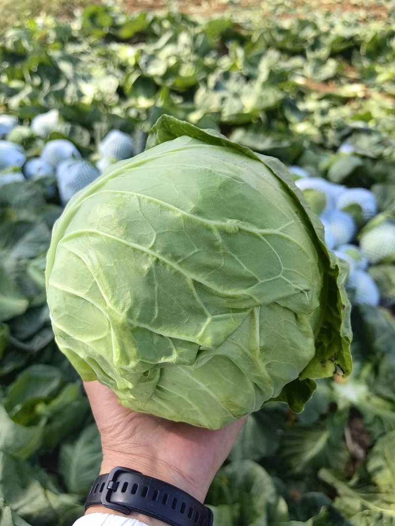 甘兰圆包菜产地一手货源，价格实惠，货源充足，量大从优