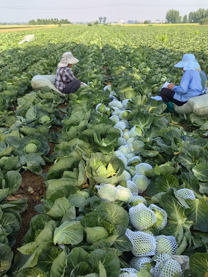 甘兰圆包菜产地一手货源，价格实惠，货源充足，量大从优