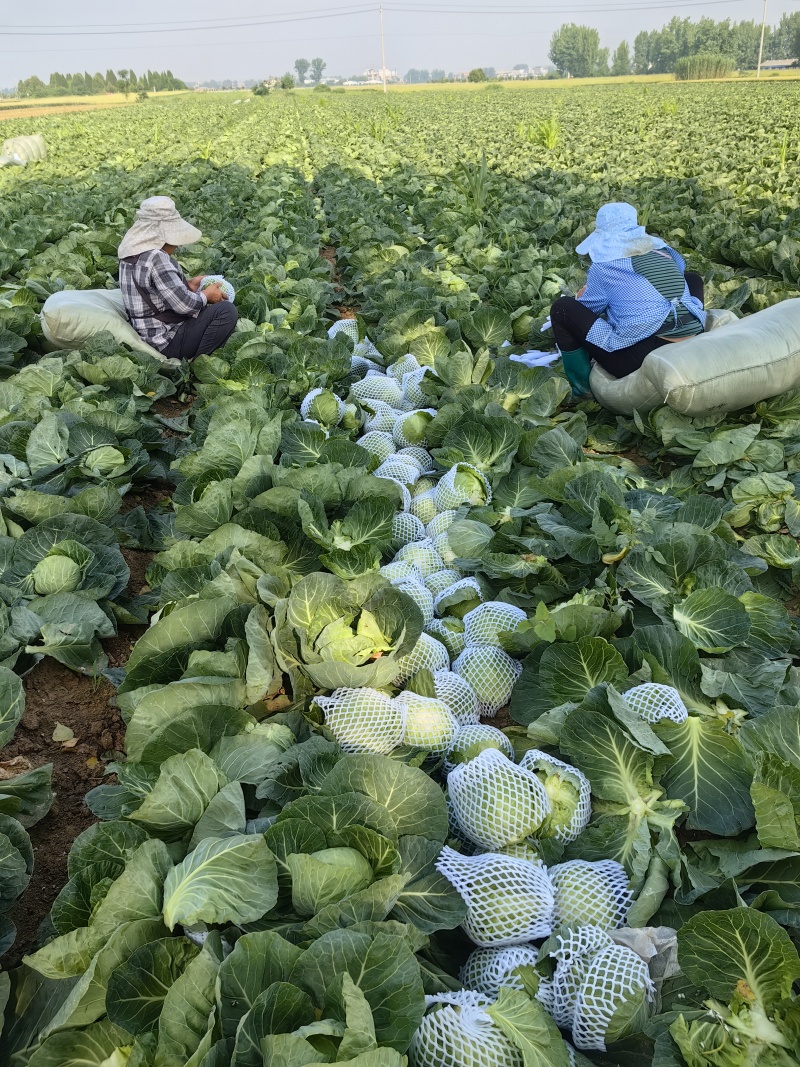 甘兰圆包菜产地一手货源，价格实惠，货源充足，量大从优