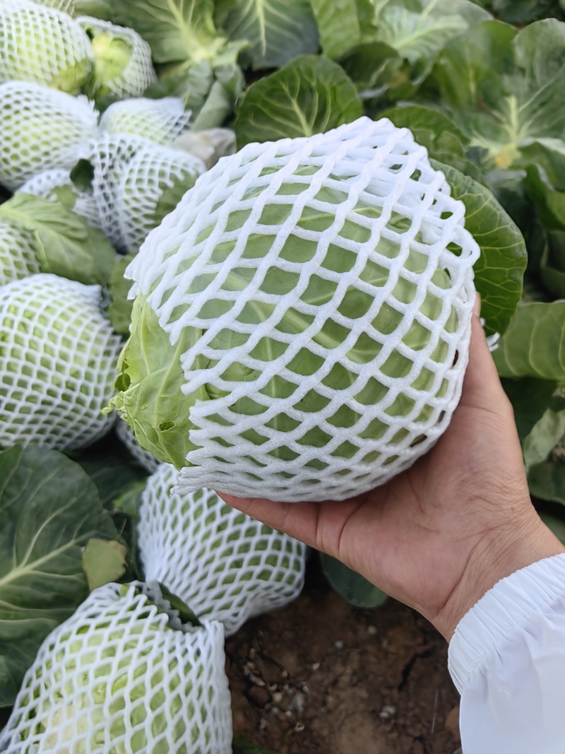 甘兰圆包菜产地一手货源，价格实惠，货源充足，量大从优