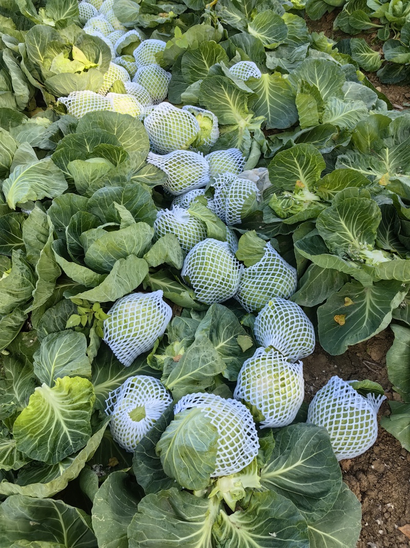 甘兰圆包菜产地一手货源，价格实惠，货源充足，量大从优