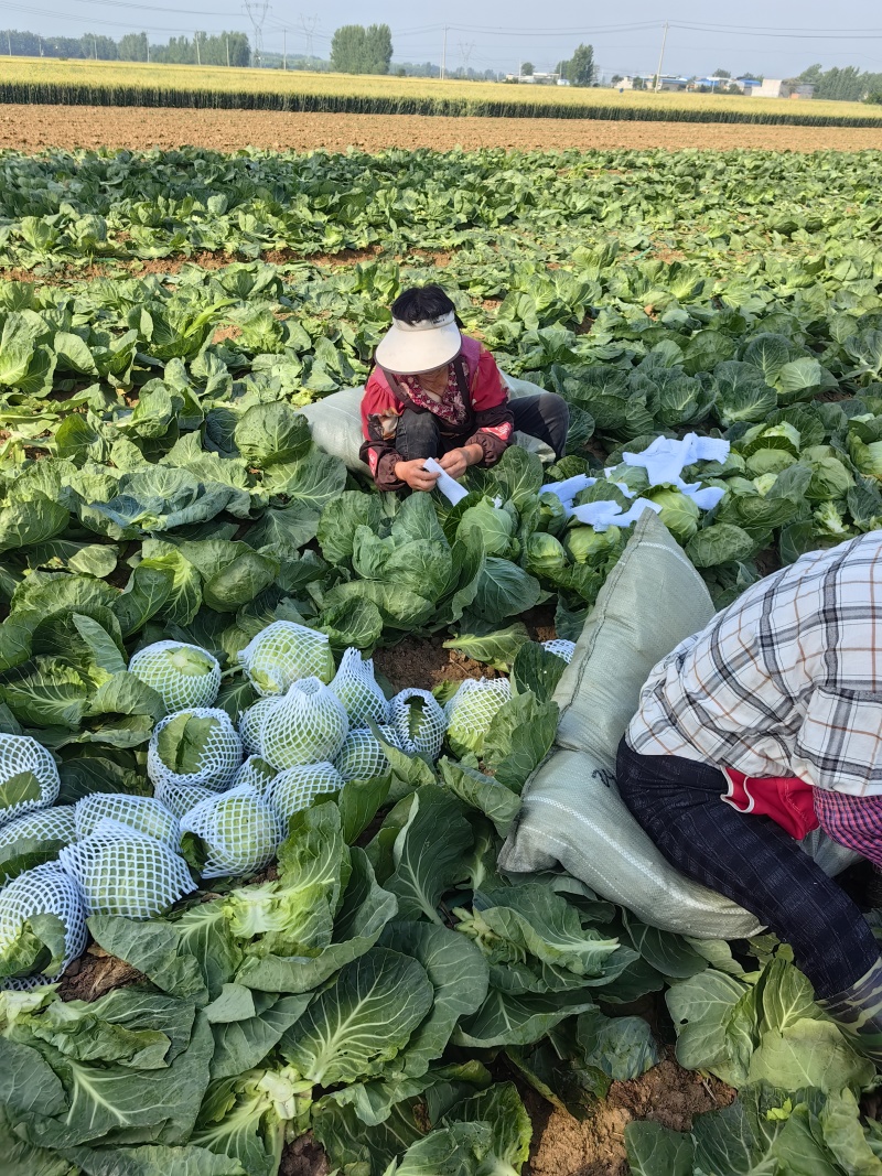 甘兰圆包菜产地一手货源，价格实惠，货源充足，量大从优