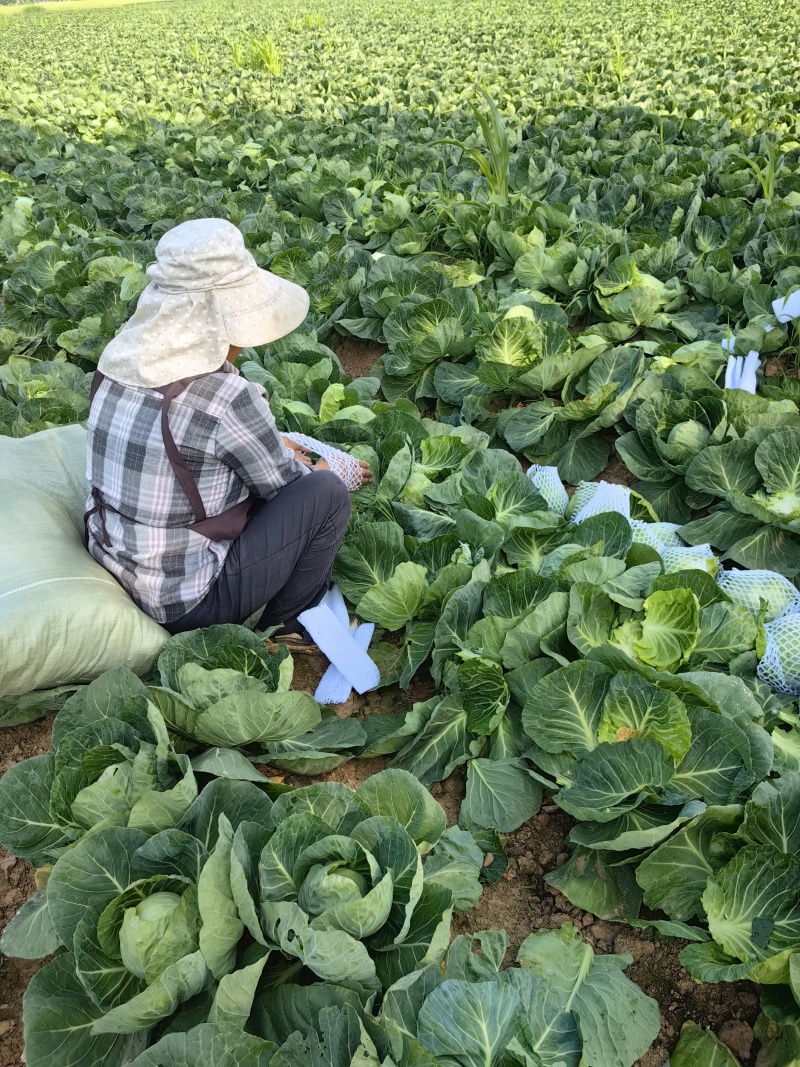 甘兰圆包菜产地一手货源，价格实惠，货源充足，量大从优