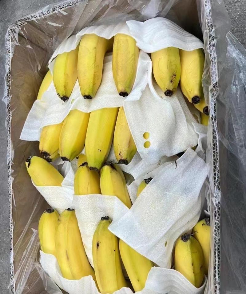 精品香蕉