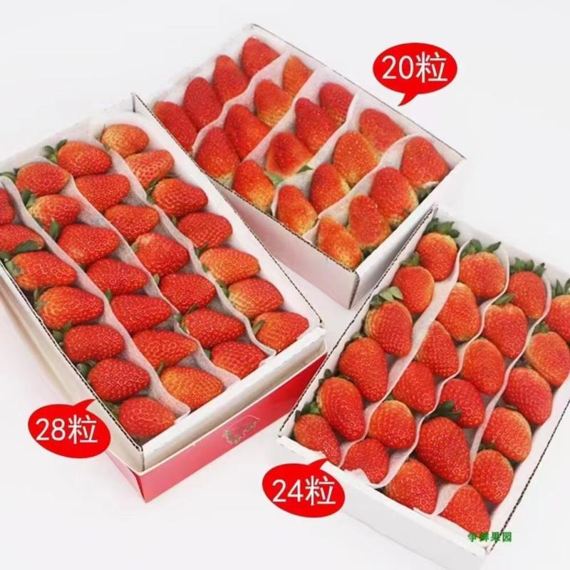 蒙特瑞草莓产地供应大量上市，欢迎电商批发商洽谈生意