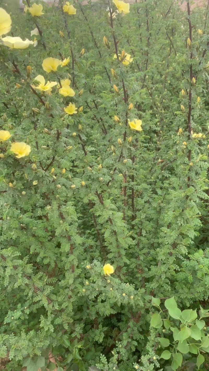 黄刺玫
