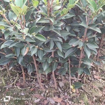 湖南油茶苗嫁接大杯油茶苗规格齐全货源充足量大从优