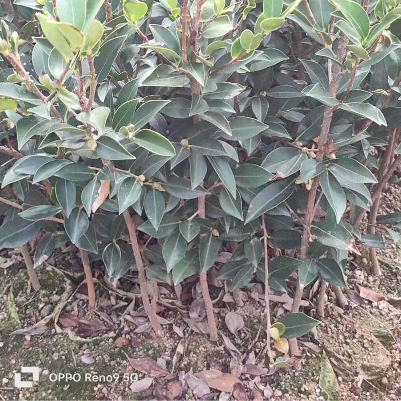 湖南油茶苗嫁接大杯油茶苗规格齐全货源充足量大从优