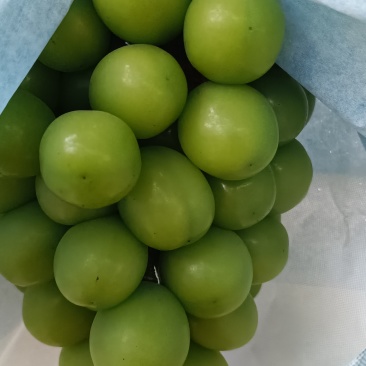 云南葡萄阳光玫瑰晴王葡萄货源充足欢迎联系