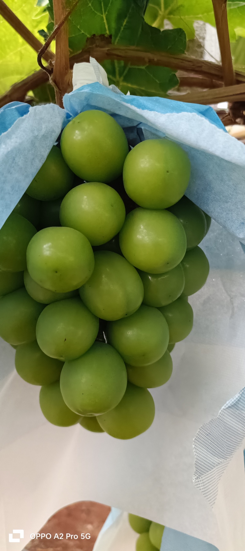 云南葡萄阳光玫瑰晴王葡萄货源充足欢迎联系