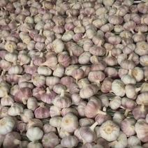 江苏邳州大蒜紫皮大蒜供应，用来做蒜米（蒜米料）量大从优