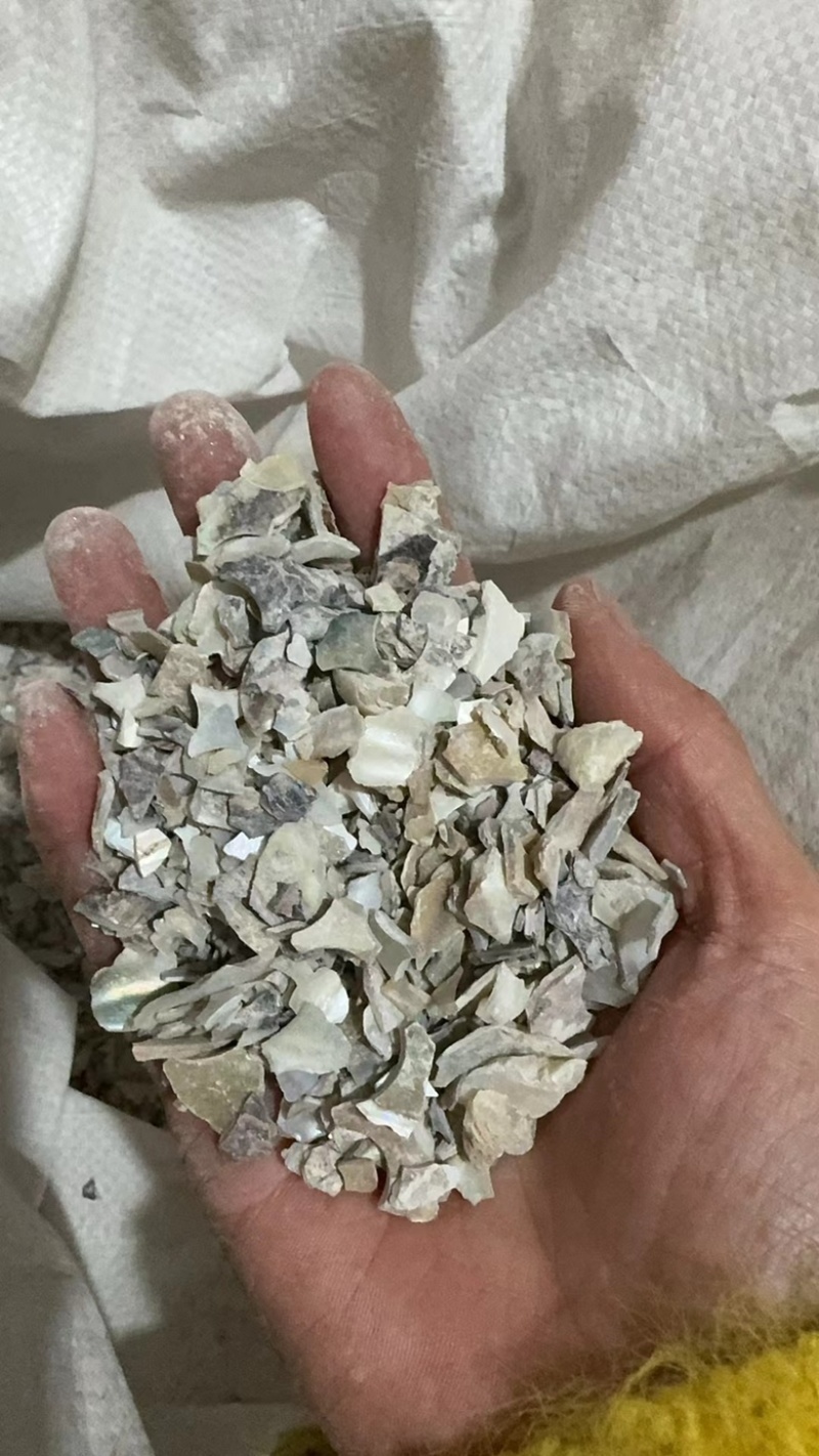 石决明石决明颗粒另有石决明粉实拍现货