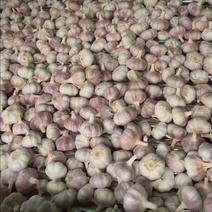 小蒜原蒜紫皮大蒜徐州邳州供应，保质保量用来做蒜米量大从优